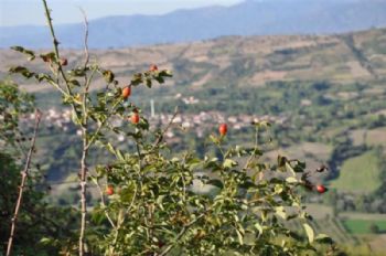 Anlık Fotoğraf Çekimleri