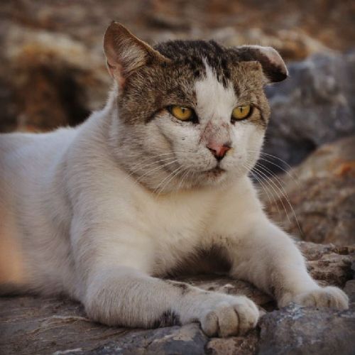 Anlık Fotoğraf Çekimleri