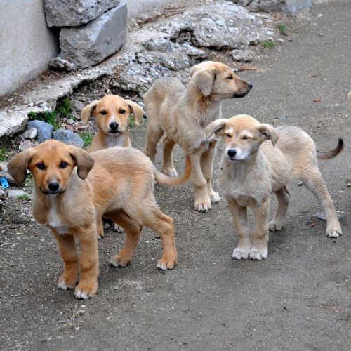 Anlık Fotoğraf Çekimleri