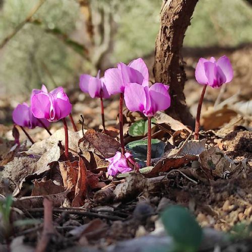 Anlık Fotoğraf Çekimleri